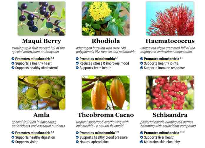 MITOLYN INGREDIENTs